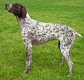 German Shorthaired Pointer