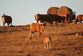 Bovins rouges au pâturage.