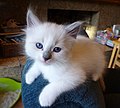 Image 1A Ragdoll kitten (from Kitten)