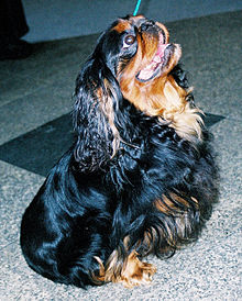 Seekor anjing hitam dan perang kecil dengan telinga panjang duduk dan memandang ke atas. Ia mempunyai muncung gabuk pendek.