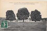 La place et les trois tilleuls "Arbre de la Liberté".