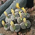 Lithops hookeri