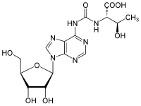 N6-Threonylcarbamoyladenosin