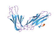 2gw5: Crystal Structure of LIR-2 (ILT4) at 1.8 : differences from LIR-1 (ILT2) in regions implicated in the binding of the Cytomegalovirus class I MHC homolog UL18