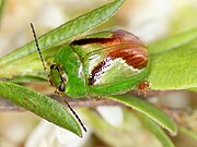 Paropsides opposita