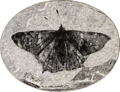 Image 24Prodryas persephone, a Late Eocene butterfly (from Mutation)