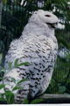 Snowy Owl