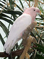 Cacatua leadbeateri