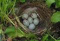 European goldfinch (Carduelis carduelis), large clutch