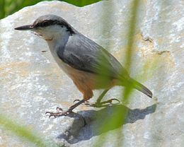 Westernrocknuthatch Sitta neumayer.jpg