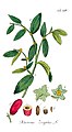 Illustration der Chinesischen Jujube (Ziziphus zizyphus)[5]