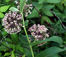 Asclepias, usata in passato per creare spaghi