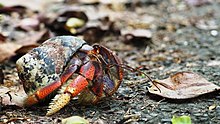 Un drôle d'animal avec des grosses pattes en armure et un bol cassé comme corps.