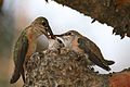 Calliope hummingbirds