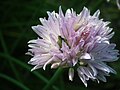 An ant on a chive flower