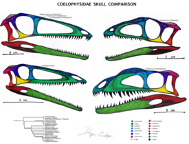 Черепа представителей семейства: Megapnosaurus rhodesiensis (вверху слева), Panguraptor lufengensis (вверху справа), Coelophysis bauri (внизу слева), "Syntarsus" kayentakatae (внизу справа).