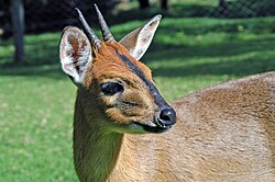 Nsya (Sylvicapra grimmia)