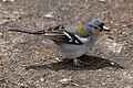 madeirai pinty (Fringilla madeirensis)