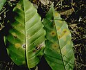 Hemileia vastatrix, causing coffee rust