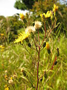 Budding, flowering, and fruiting