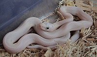 Leucistic Texas rat snake (Pantherophis obsoletus)