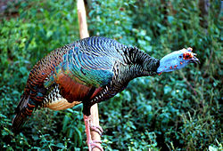 Pavo ocelado (Meleagris ocellata)