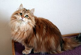 Sunshine blotched tabby Siberian Cat.