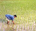 Patani di sawah, pamandangan umum di wewengkon Benggala