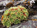 Saxifraga exarata