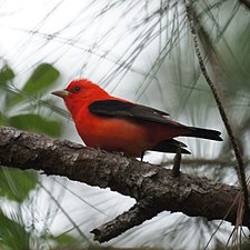 A scarlet tanager.