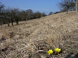 Stráň Žehuňské obory na území národní přírodní rezervace