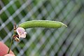 S. leiosperma flower & unripe pod