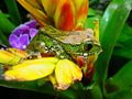 Image 30Big-eyed tree frog, Leptopelis vermiculatus, Hyperoliidae, Tanzania (from Tree frog)