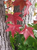 leaves and trunks