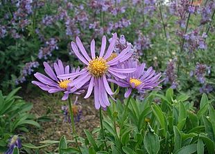 Alpe-Asters i fuld blomstring.