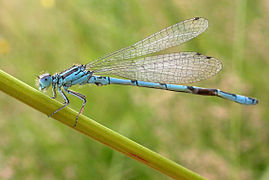 Agrion de Mercure