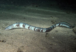 Conger, un Congridae