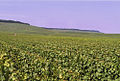 Weinberge der Côte des Blancs in der Champagne