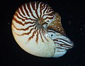 Nautilus macromphalus (live)