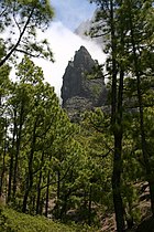 Šuma Pinus canariensis, La Palma