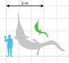 Silhouette of Prionosuchus with a human to scale