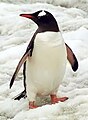 Gentoo Penguin Pygoscelis papua