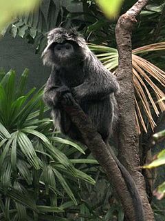 Description de l'image Stavenn Trachypithecus auratus 01.jpg.