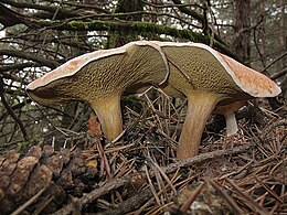 Suillus bovinus Fenyőerdőben, (Galícia)