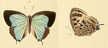 Thumbnail for Arhopala ocrida