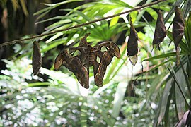 Attacus atlas sortant de son cocon