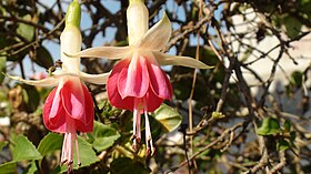 Fuchsia hybrida