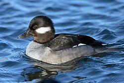 En hun af bøffeland (Bucephala albeola)