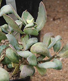 Kalanchoe bentii IMG 2729.jpg