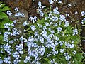 Myosotis decumbens